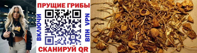 Галлюциногенные грибы GOLDEN TEACHER  Тутаев 
